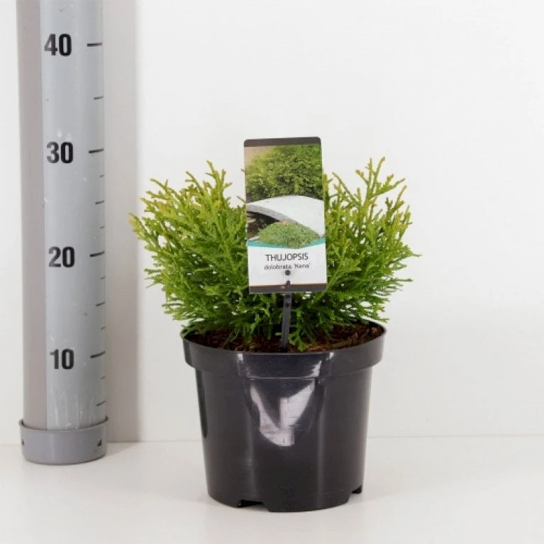 Dværg Hønsebenstræ 'Nana' Thujopsis Dolobrata 'Nana' Potte 3,0 Liter,- 20-25 Cm. 3 Dværg Hønsebenstræ 'Nana' Thujopsis Dolobrata 'Nana' Potte 3,0 Liter,- 20-25 Cm.