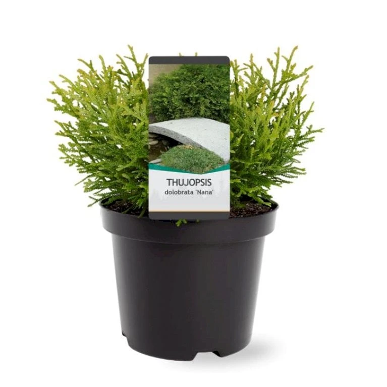 Dværg Hønsebenstræ 'Nana' Thujopsis Dolobrata 'Nana' Potte 3,0 Liter,- 20-25 Cm. 5 Dværg Hønsebenstræ 'Nana' Thujopsis Dolobrata 'Nana' Potte 3,0 Liter,- 20-25 Cm. - Image 3