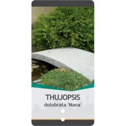 Dværg Hønsebenstræ 'Nana' Thujopsis Dolobrata 'Nana' Potte 3,0 Liter,- 20-25 Cm. 11 Dværg Hønsebenstræ 'Nana' Thujopsis Dolobrata 'Nana' Potte 3,0 Liter,- 20-25 Cm. -Planter Salgsbutik p3150 38855 image e777