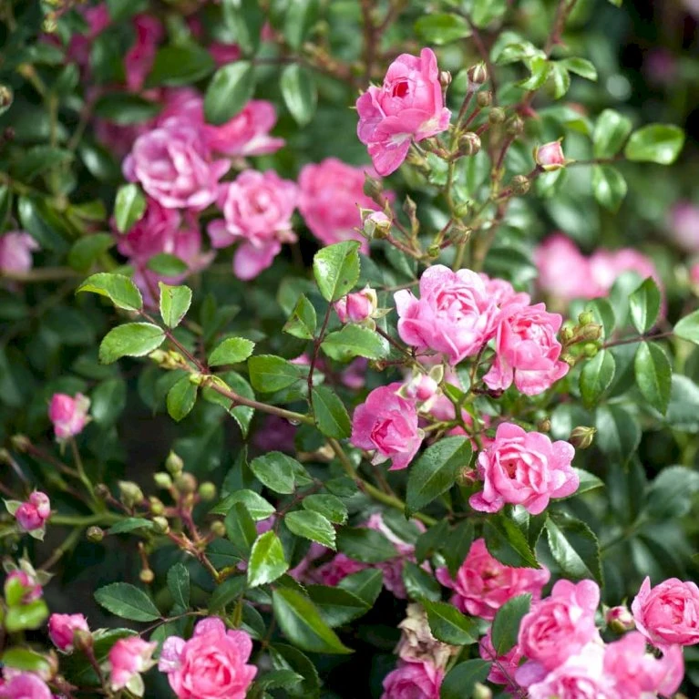 'Pink The Fairy' Rosa X 'Pink The Fairy' (Bunddækkerose) A-Kvalitet,- Barrods Roser Min. 3 Grene 3 'Pink The Fairy' Rosa X 'Pink The Fairy' (Bunddækkerose) A-Kvalitet,- Barrods Roser Min. 3 Grene