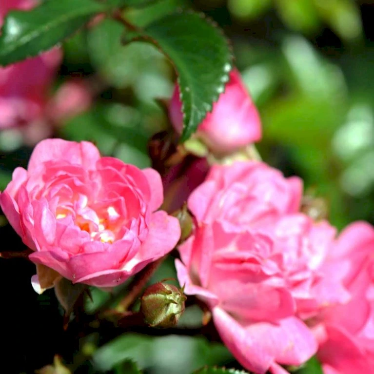 'Pink The Fairy' Rosa X 'Pink The Fairy' (Bunddækkerose) A-Kvalitet,- Barrods Roser Min. 3 Grene 5 'Pink The Fairy' Rosa X 'Pink The Fairy' (Bunddækkerose) A-Kvalitet,- Barrods Roser Min. 3 Grene - Image 3