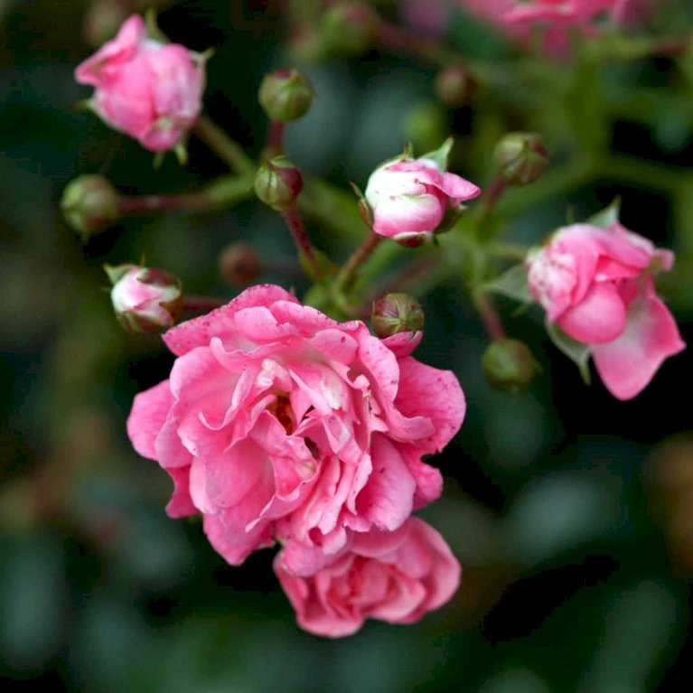 'Pink The Fairy' Rosa X 'Pink The Fairy' (Bunddækkerose) A-Kvalitet,- Barrods Roser Min. 3 Grene 6 'Pink The Fairy' Rosa X 'Pink The Fairy' (Bunddækkerose) A-Kvalitet,- Barrods Roser Min. 3 Grene - Image 4