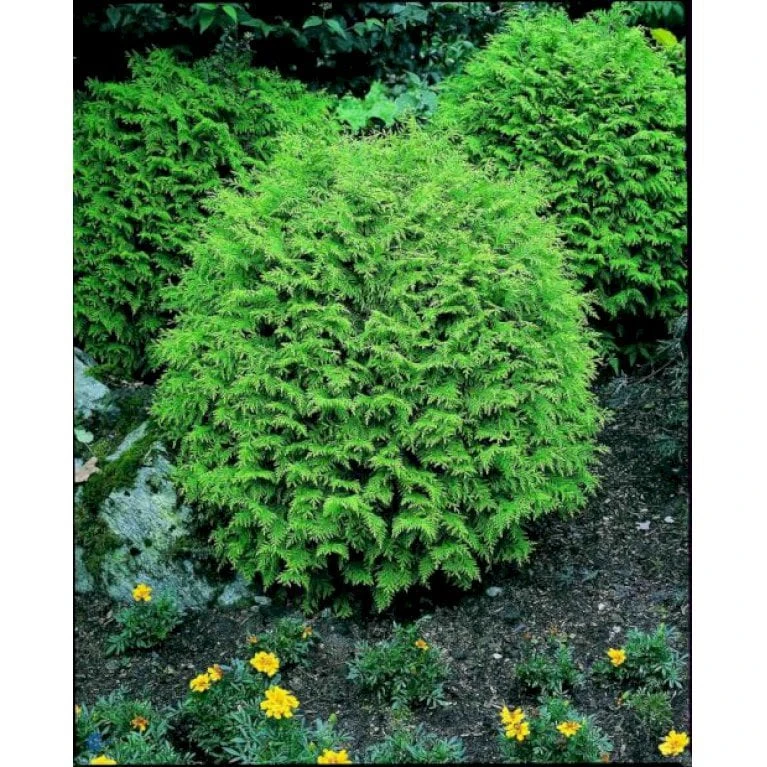 Ædelcypres 'Globosa' Chamaecyparis Lawsoniana 'Globosa' Potte 3,0 Liter,- 30-40 Cm. 5 Ædelcypres 'Globosa' Chamaecyparis Lawsoniana 'Globosa' Potte 3,0 Liter,- 30-40 Cm. - Image 3
