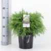 Ædelcypres 'Globosa' Chamaecyparis Lawsoniana 'Globosa' Potte 3,0 Liter,- 30-40 Cm. 1 Ædelcypres 'Globosa' Chamaecyparis Lawsoniana 'Globosa' Potte 3,0 Liter,- 30-40 Cm. -Planter Salgsbutik p3214 33423 chamaecyparis lawsoniana globosa bf27