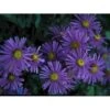 Amellusasters 'Mira' Aster Amellus 'Mira' 1 Liter Potte -Planter Salgsbutik p3248 2458 aster amellus mira 4251
