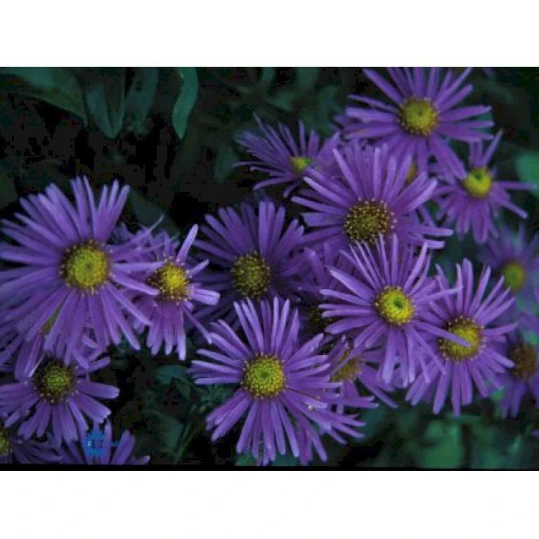 Amellusasters 'Mira' Aster Amellus 'Mira' 1 Liter Potte 3 Amellusasters 'Mira' Aster Amellus 'Mira' 1 Liter Potte