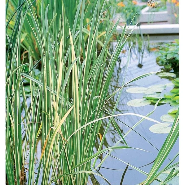 Kalmus 'Argenteostriatus' Acorus Gramineus 'Argenteostriatus' 1 Liter Potte 5 Kalmus 'Argenteostriatus' Acorus Gramineus 'Argenteostriatus' 1 Liter Potte - Image 3