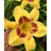 Daglilje 'King Georg' Hemerocallis 'King Georg' Potte 2 Liter. 2 Daglilje 'King Georg' Hemerocallis 'King Georg' Potte 2 Liter. -Planter Salgsbutik p3307 40732 hemerocallis king georg 243a