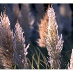 Pampasgræs 'Rosea' Cortaderia Selloana 'Rosea' Potte 2 Liter. 8 Pampasgræs 'Rosea' Cortaderia Selloana 'Rosea' Potte 2 Liter. -Planter Salgsbutik p33233 42754 cortaderia selloana rosea ecd1