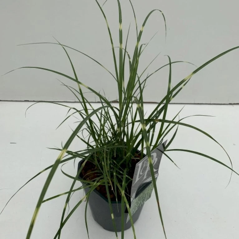 Dværg Zebragræs 'Little Zebra' Miscanthus Sinensis 'Little Zebra' Potte 2 Liter. 3 Dværg Zebragræs 'Little Zebra' Miscanthus Sinensis 'Little Zebra' Potte 2 Liter.