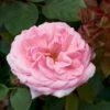 'Sofiero'™ Rosa X 'Sofiero'™ (Slotsrose) A-Kvalitet,- Barrods Roser Min. 3 Grene 2 'Sofiero'™ Rosa X 'Sofiero'™ (Slotsrose) A-Kvalitet,- Barrods Roser Min. 3 Grene -Planter Salgsbutik p337 51858 rosa x sofiero slotsrose 71bf
