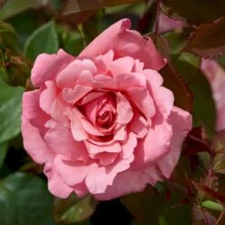'Sofiero'™ Rosa X 'Sofiero'™ (Slotsrose) A-Kvalitet,- Barrods Roser Min. 3 Grene 11 'Sofiero'™ Rosa X 'Sofiero'™ (Slotsrose) A-Kvalitet,- Barrods Roser Min. 3 Grene -Planter Salgsbutik p337 51859 rosa x sofiero slotsrose c8a5