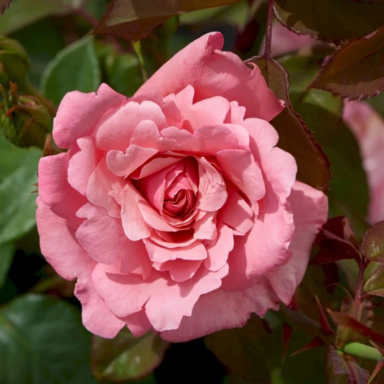 'Sofiero'™ Rosa X 'Sofiero'™ (Slotsrose) A-Kvalitet,- Barrods Roser Min. 3 Grene 5 'Sofiero'™ Rosa X 'Sofiero'™ (Slotsrose) A-Kvalitet,- Barrods Roser Min. 3 Grene - Image 3