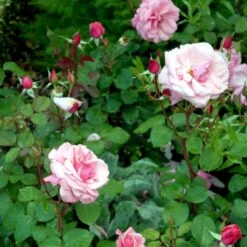 'Sofiero'™ Rosa X 'Sofiero'™ (Slotsrose) A-Kvalitet,- Barrods Roser Min. 3 Grene 13 'Sofiero'™ Rosa X 'Sofiero'™ (Slotsrose) A-Kvalitet,- Barrods Roser Min. 3 Grene -Planter Salgsbutik p337 51861 rosa x sofiero slotsrose dc7b