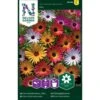 Middagsblomst Mix Dorotheanthus Bellidiformis Mix 2 Middagsblomst Mix Dorotheanthus Bellidiformis Mix -Planter Salgsbutik p33879 37231 dorotheanthus bellidiformis mix ebbd