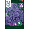 Ægte Heliotrop 'Marine' Heliotropium Arborescens L. 'Marine' -Planter Salgsbutik p33887 37237 heliotropium arborescens l marine 49dd