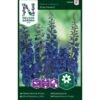Pragtridderspore 'Blue Donna' Delphinium Belladonna 'Blue Donna' 1 Pragtridderspore 'Blue Donna' Delphinium Belladonna 'Blue Donna' -Planter Salgsbutik p33967 37305 delphinium belladonna blue donna 4b91