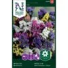 Vinget Hindebæger Mix Limonium Sinuatum Mix -Planter Salgsbutik p33981 37318 limonium sinuatum mix c232