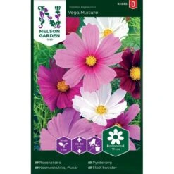 Stolt Kavaler 'Vega Mixture' Cosmos Bipinnatus 'Vega Mixture'