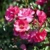 'Sommermärchen'® Rosa X 'Sommermärchen'® (Bunddækkerose) A-Kvalitet,- Barrods Roser Min. 3 Grene 2 'Sommermärchen'® Rosa X 'Sommermärchen'® (Bunddækkerose) A-Kvalitet,- Barrods Roser Min. 3 Grene -Planter Salgsbutik p339 51718 rosa x sommermaerchen bunddaekkerose d7ba