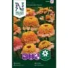 Frøkenhat 'Zinderella Peach' Zinnia Elegans 'Zinderella Peach' 1 Frøkenhat 'Zinderella Peach' Zinnia Elegans 'Zinderella Peach' -Planter Salgsbutik p34067 37388 zinnia elegans zinderella peach 0c3c
