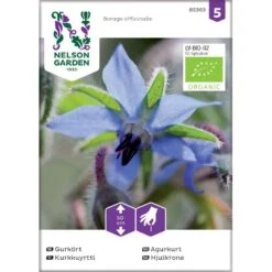 Hjulkrone Øko Borago Officinalis Frøpose, Antal Pr. Pakke, Ca. 20 Stk.