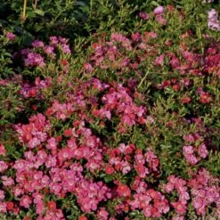 'Tommelise'® Rosa X 'Tommelise'® A-Kvalitet,- Barrods Roser Min. 3 Grene