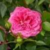 'Topkapi™ Palace'® Rosa X 'Topkapi™ Palace'® (Palacerose) A-Kvalitet,- Barrods Roser Min. 3 Grene 1 'Topkapi™ Palace'® Rosa X 'Topkapi™ Palace'® (Palacerose) A-Kvalitet,- Barrods Roser Min. 3 Grene -Planter Salgsbutik p346 51913 rosa x topkapi palace palacerose b490