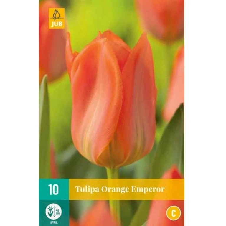 Tulipan 'Orange Emperor' Tulips 'Orange Emperor' Blomsterløg, Antal Pr. Pakke, Ca. 10 Stk. 4 Tulipan 'Orange Emperor' Tulips 'Orange Emperor' Blomsterløg, Antal Pr. Pakke, Ca. 10 Stk. - Image 2