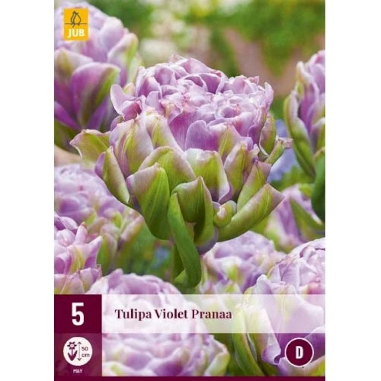 Tulipan 'Violet Pranaa' Tulips 'Violet Pranaa' Blomsterløg, Antal Pr. Pakke, Ca. 5 Stk. 3 Tulipan 'Violet Pranaa' Tulips 'Violet Pranaa' Blomsterløg, Antal Pr. Pakke, Ca. 5 Stk.