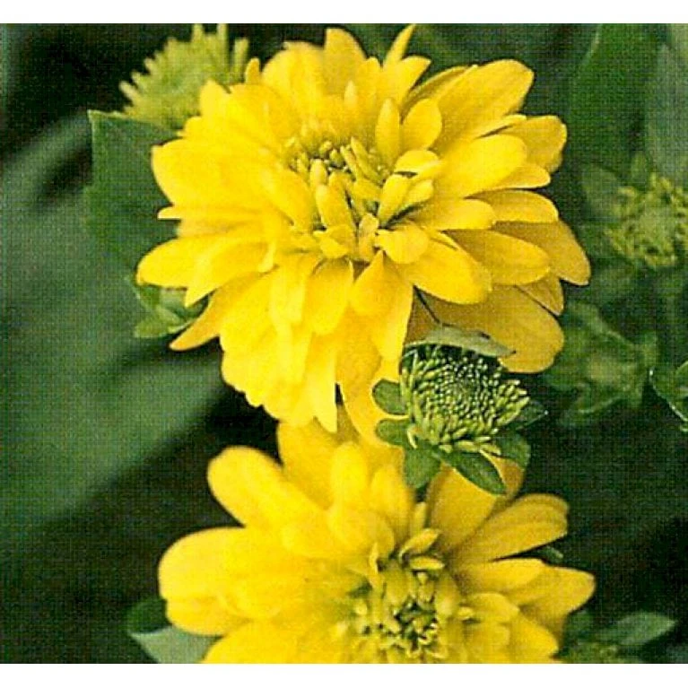 Solhat 'Goldquelle' Rudbeckia Laciniata 'Goldquelle' 1 Liter Potte 3 Solhat 'Goldquelle' Rudbeckia Laciniata 'Goldquelle' 1 Liter Potte