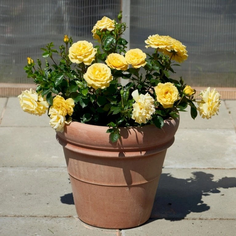 'Viborg'™ Rosa X 'Viborg'™ (Slotsrose) A-Kvalitet,- Barrods Roser Min. 3 Grene 5 'Viborg'™ Rosa X 'Viborg'™ (Slotsrose) A-Kvalitet,- Barrods Roser Min. 3 Grene - Image 3