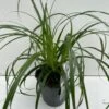 Star 'Ribbon Falls' Carex 'Ribbon Falls' Potte 2 Liter. 1 Star 'Ribbon Falls' Carex 'Ribbon Falls' Potte 2 Liter. -Planter Salgsbutik p35145 42614 carex ribbon falls b906