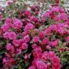 'Viking'® Rosa X 'Viking'® (Bunddækkerose) A-Kvalitet,- Barrods Roser Min. 3 Grene 2 'Viking'® Rosa X 'Viking'® (Bunddækkerose) A-Kvalitet,- Barrods Roser Min. 3 Grene -Planter Salgsbutik p351 51742 rosa x viking bunddaekkerose 088d