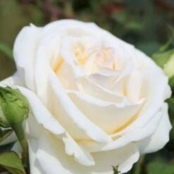 'Ambiente'® Rosa X 'Ambiente'® (Storblomstrende) A-Kvalitet,- Barrods Roser Min. 3 Grene 7 'Ambiente'® Rosa X 'Ambiente'® (Storblomstrende) A-Kvalitet,- Barrods Roser Min. 3 Grene -Planter Salgsbutik p35299 53316 rosa x ambiente storblomstrende e300