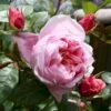 'Schöne Maid' Rosa X 'Schöne Maid' (Storblomstrende) A-Kvalitet,- Barrods Roser Min. 3 Grene 2 'Schöne Maid' Rosa X 'Schöne Maid' (Storblomstrende) A-Kvalitet,- Barrods Roser Min. 3 Grene -Planter Salgsbutik p35331 51383 rosa x schoene maid 82bd
