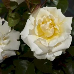 'Baroniet Rosendal™ Renaissance'® Rosa X 'Baroniet Rosendal™ Renaissance'® (Renaissancerose) A-Kvalitet,- Barrods Roser Min. 3 Grene 10 'Baroniet Rosendal™ Renaissance'® Rosa X 'Baroniet Rosendal™ Renaissance'® (Renaissancerose) A-Kvalitet,- Barrods Roser Min. 3 Grene -Planter Salgsbutik p35344 52108 rosa x baroniet rosendal renaissance renaissancerose 2777