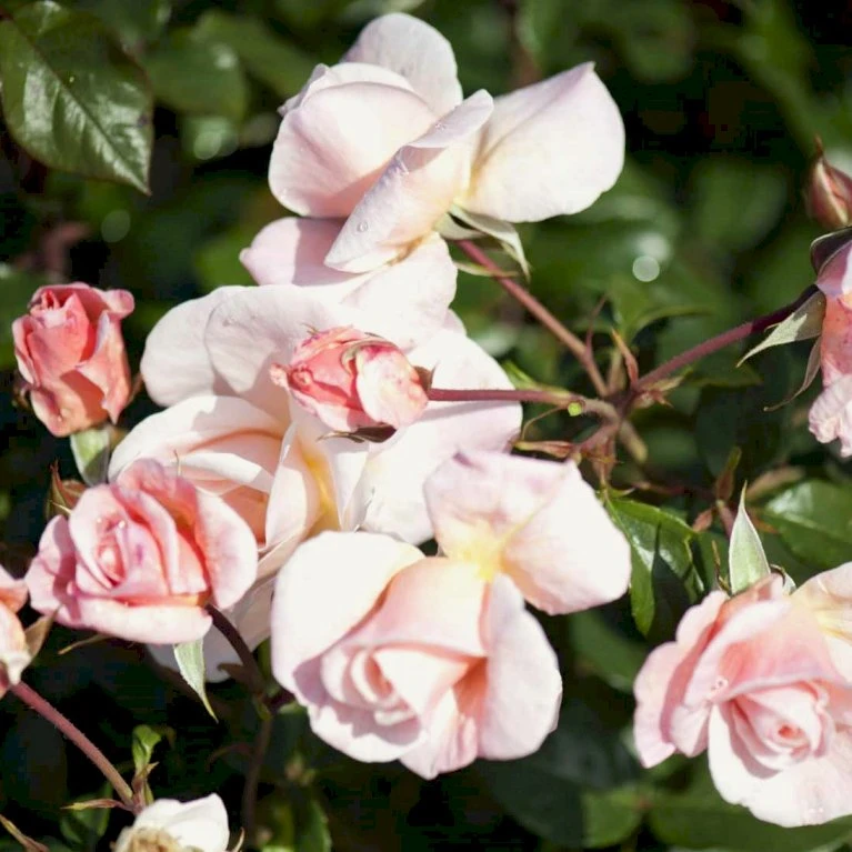 'Baroniet Rosendal™ Renaissance'® Rosa X 'Baroniet Rosendal™ Renaissance'® (Renaissancerose) A-Kvalitet,- Barrods Roser Min. 3 Grene 6 'Baroniet Rosendal™ Renaissance'® Rosa X 'Baroniet Rosendal™ Renaissance'® (Renaissancerose) A-Kvalitet,- Barrods Roser Min. 3 Grene - Image 4