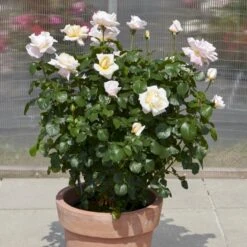 'Baroniet Rosendal™ Renaissance'® Rosa X 'Baroniet Rosendal™ Renaissance'® (Renaissancerose) A-Kvalitet,- Barrods Roser Min. 3 Grene 12 'Baroniet Rosendal™ Renaissance'® Rosa X 'Baroniet Rosendal™ Renaissance'® (Renaissancerose) A-Kvalitet,- Barrods Roser Min. 3 Grene -Planter Salgsbutik p35344 52110 rosa x baroniet rosendal renaissance renaissancerose 84b2