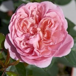 'Joleen™ Renaissance'® Rosa X 'Joleen™ Renaissance'® (Renaissancerose) A-Kvalitet,- Barrods Roser Min. 3 Grene 9 'Joleen™ Renaissance'® Rosa X 'Joleen™ Renaissance'® (Renaissancerose) A-Kvalitet,- Barrods Roser Min. 3 Grene -Planter Salgsbutik p35346 52148 rosa x joleen renaissance renaissancerose 53fc