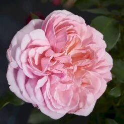 'Joleen™ Renaissance'® Rosa X 'Joleen™ Renaissance'® (Renaissancerose) A-Kvalitet,- Barrods Roser Min. 3 Grene 10 'Joleen™ Renaissance'® Rosa X 'Joleen™ Renaissance'® (Renaissancerose) A-Kvalitet,- Barrods Roser Min. 3 Grene -Planter Salgsbutik p35346 52149 rosa x joleen renaissance renaissancerose 32cf