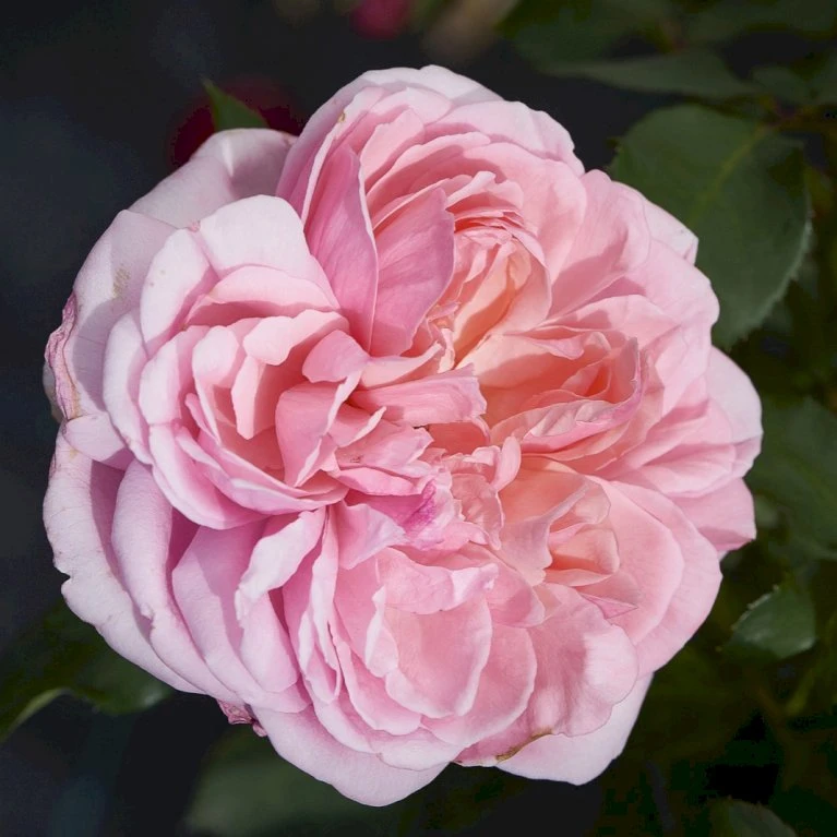 'Joleen™ Renaissance'® Rosa X 'Joleen™ Renaissance'® (Renaissancerose) A-Kvalitet,- Barrods Roser Min. 3 Grene 6 'Joleen™ Renaissance'® Rosa X 'Joleen™ Renaissance'® (Renaissancerose) A-Kvalitet,- Barrods Roser Min. 3 Grene - Image 4