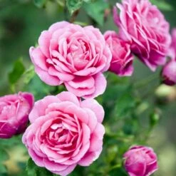 'Lea™ Renaissance'® Rosa X 'Lea™ Renaissance'® (Renaissancerose) A-Kvalitet,- Barrods Roser Min. 3 Grene 12 'Lea™ Renaissance'® Rosa X 'Lea™ Renaissance'® (Renaissancerose) A-Kvalitet,- Barrods Roser Min. 3 Grene -Planter Salgsbutik p35348 52157 rosa x lea renaissance renaissancerose 23b7