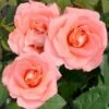 'Mathilde™ Renaissance'® Rosa X 'Mathilde™ Renaissance'® (Renaissancerose) A-Kvalitet,- Barrods Roser Min. 3 Grene -Planter Salgsbutik p35351 52171 rosa x mathilde renaissance renaissancerose 41dc