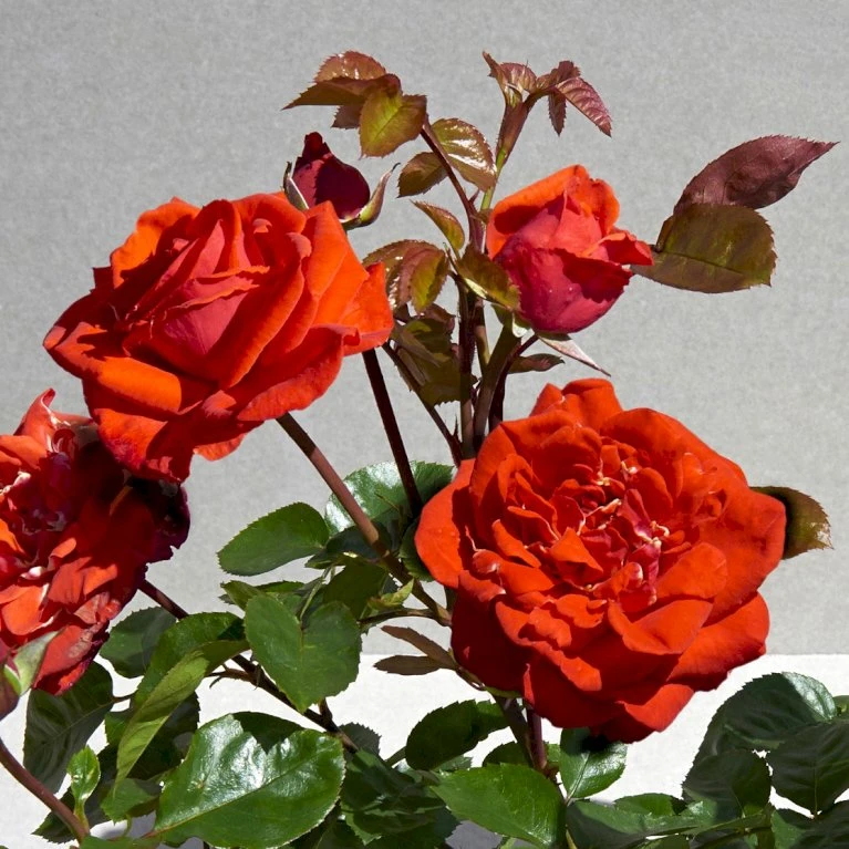 'Odelia™ Renaissance'® (syn. 'Minna'™) Rosa X 'Odelia™ Renaissance'® (Renaissancerose) A-Kvalitet,- Barrods Roser Min. 3 Grene 5 'Odelia™ Renaissance'® (syn. 'Minna'™) Rosa X 'Odelia™ Renaissance'® (Renaissancerose) A-Kvalitet,- Barrods Roser Min. 3 Grene - Image 3