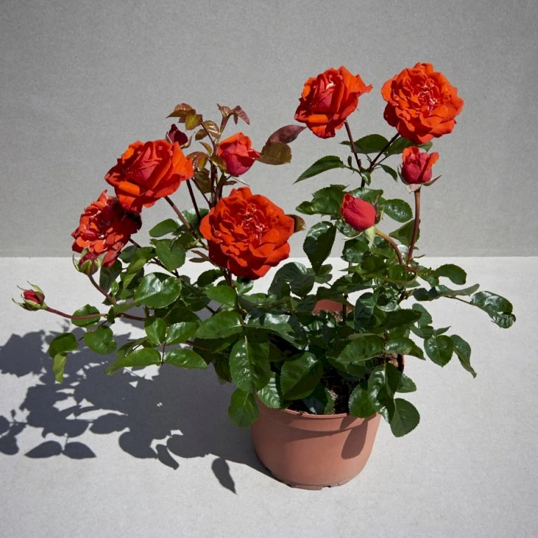 'Odelia™ Renaissance'® (syn. 'Minna'™) Rosa X 'Odelia™ Renaissance'® (Renaissancerose) A-Kvalitet,- Barrods Roser Min. 3 Grene 6 'Odelia™ Renaissance'® (syn. 'Minna'™) Rosa X 'Odelia™ Renaissance'® (Renaissancerose) A-Kvalitet,- Barrods Roser Min. 3 Grene - Image 4