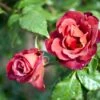 'Hot Chocolate' Rosa X 'Hot Chocolate' (Buketrose) A-Kvalitet,- Barrods Roser Min. 3 Grene 2 'Hot Chocolate' Rosa X 'Hot Chocolate' (Buketrose) A-Kvalitet,- Barrods Roser Min. 3 Grene -Planter Salgsbutik p35397 51534 rosa x hot chocolate buketrose 495c