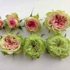 'Loves Me® Tender'™ Rosa X 'Loves Me® Tender'™ (Buketrose) A-Kvalitet,- Barrods Roser Min. 3 Grene 9 'Loves Me® Tender'™ Rosa X 'Loves Me® Tender'™ (Buketrose) A-Kvalitet,- Barrods Roser Min. 3 Grene -Planter Salgsbutik p35408 51674 rosa x rosa loves me tender buketrose c01e