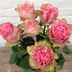 'Loves Me® Tender'™ Rosa X 'Loves Me® Tender'™ (Buketrose) A-Kvalitet,- Barrods Roser Min. 3 Grene 10 'Loves Me® Tender'™ Rosa X 'Loves Me® Tender'™ (Buketrose) A-Kvalitet,- Barrods Roser Min. 3 Grene -Planter Salgsbutik p35408 51675 rosa x rosa loves me tender buketrose 7219