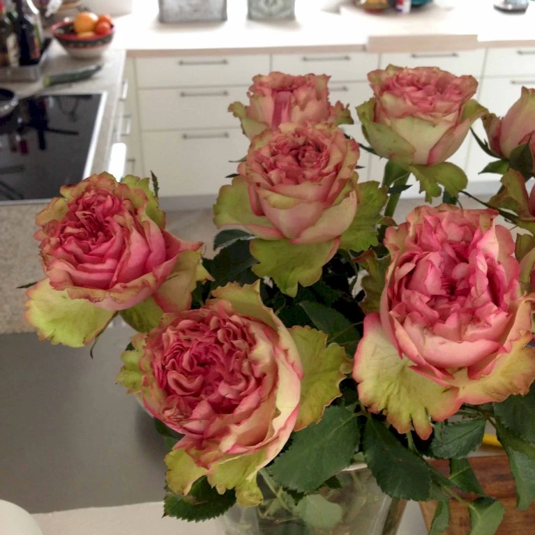 'Loves Me® Tender'™ Rosa X 'Loves Me® Tender'™ (Buketrose) A-Kvalitet,- Barrods Roser Min. 3 Grene 7 'Loves Me® Tender'™ Rosa X 'Loves Me® Tender'™ (Buketrose) A-Kvalitet,- Barrods Roser Min. 3 Grene - Image 5